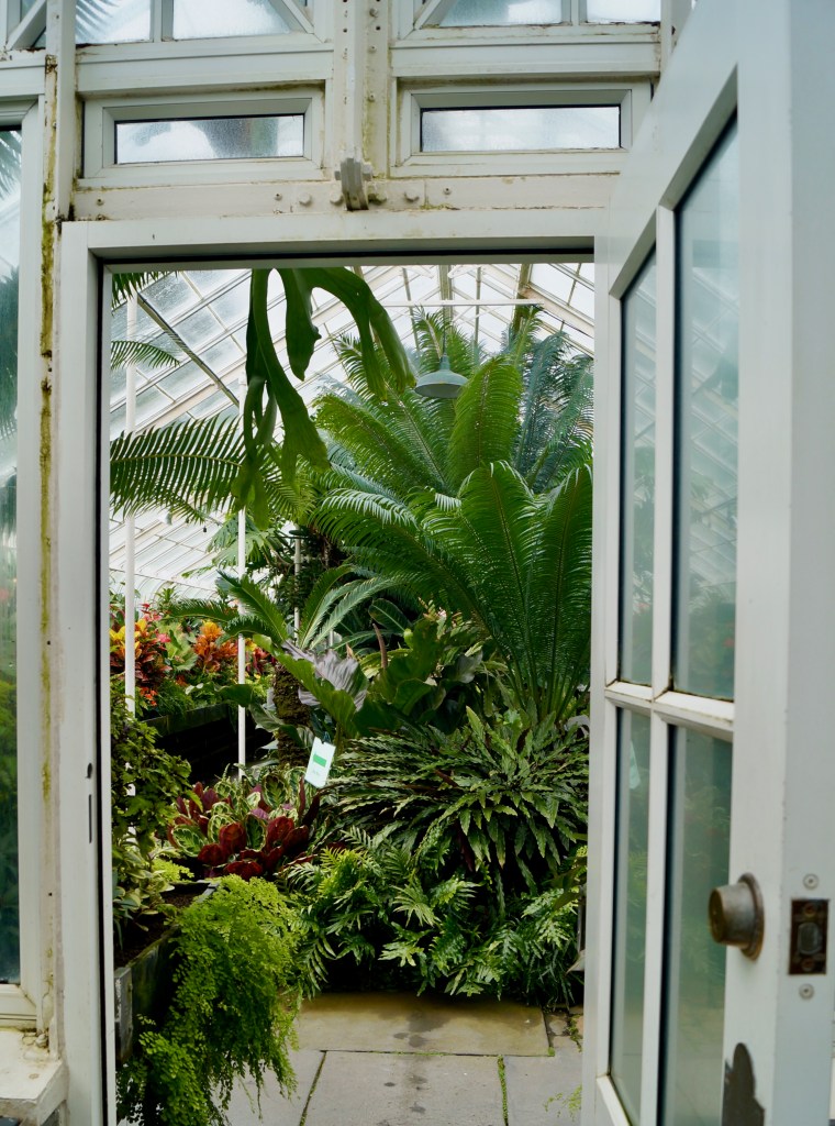 Nature photography, Volunteer park conservatory, Seattle
