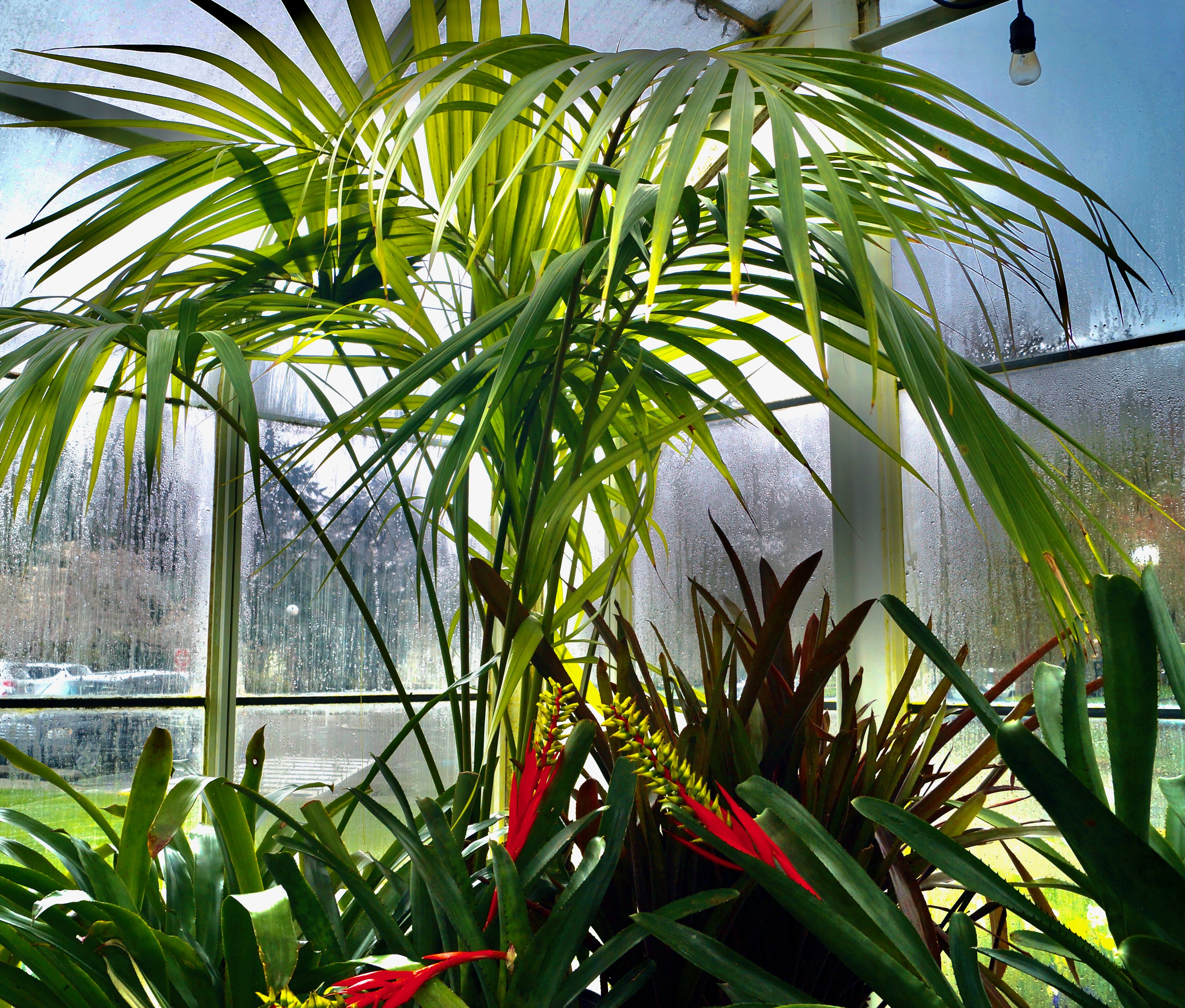 Nature photography, Volunteer park conservatory, Seattle. Colorful palm Tree