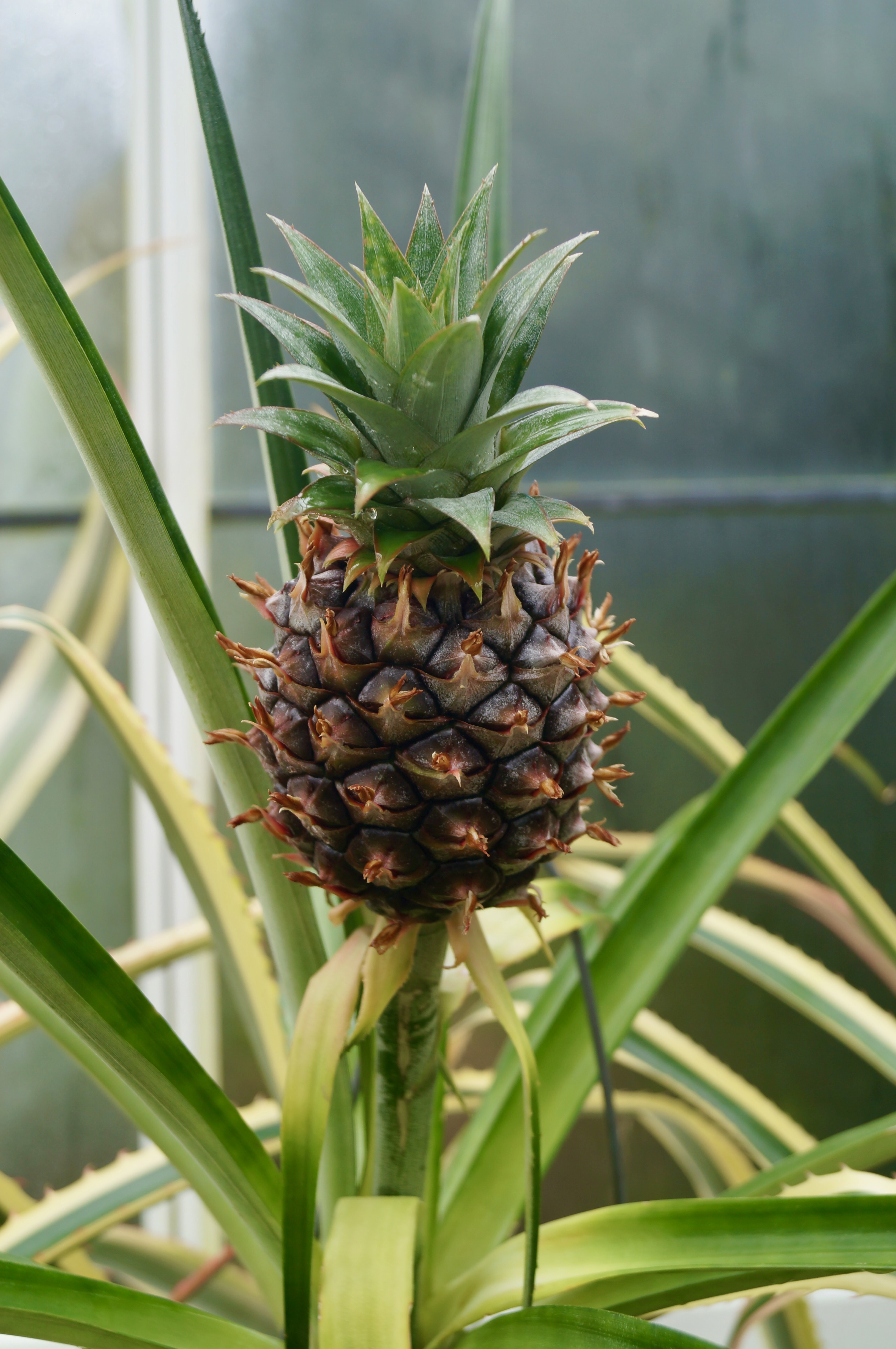 Nature photography, Volunteer park conservatory, Seattle, Baby Pineapple