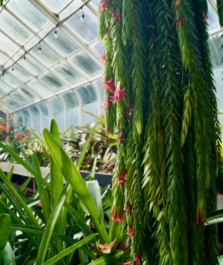Nature photography, Volunteer park conservatory, Seattle