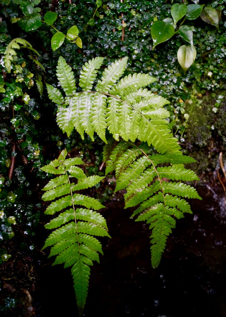Nature photography, Volunteer park conservatory, Seattle