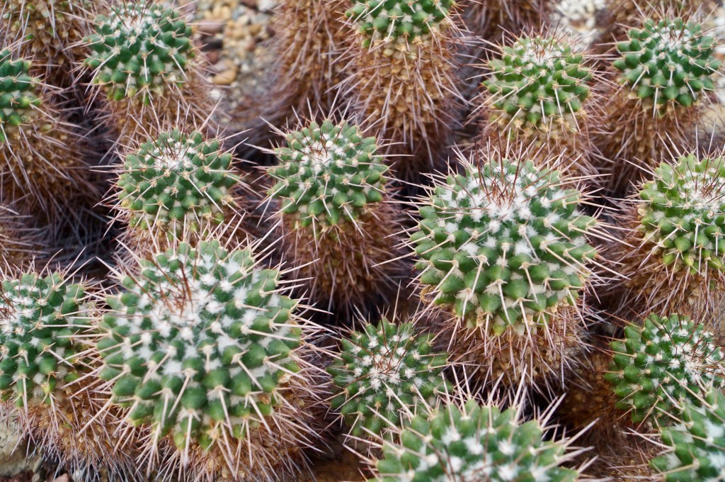 Nature photography, Volunteer park conservatory, Seattle