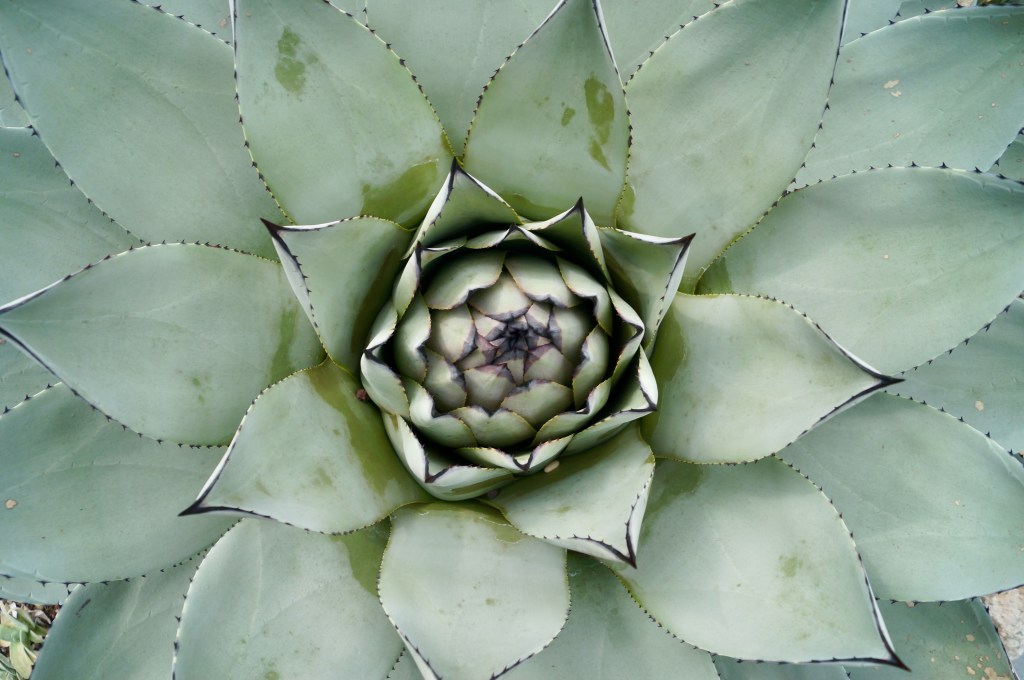 Nature photography, Volunteer park conservatory, Seattle