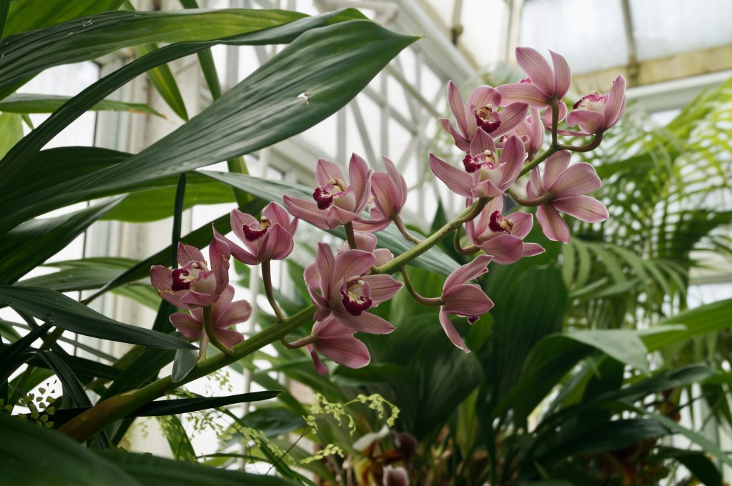 Nature photography, Volunteer park conservatory, Seattle. Pink orchid.
