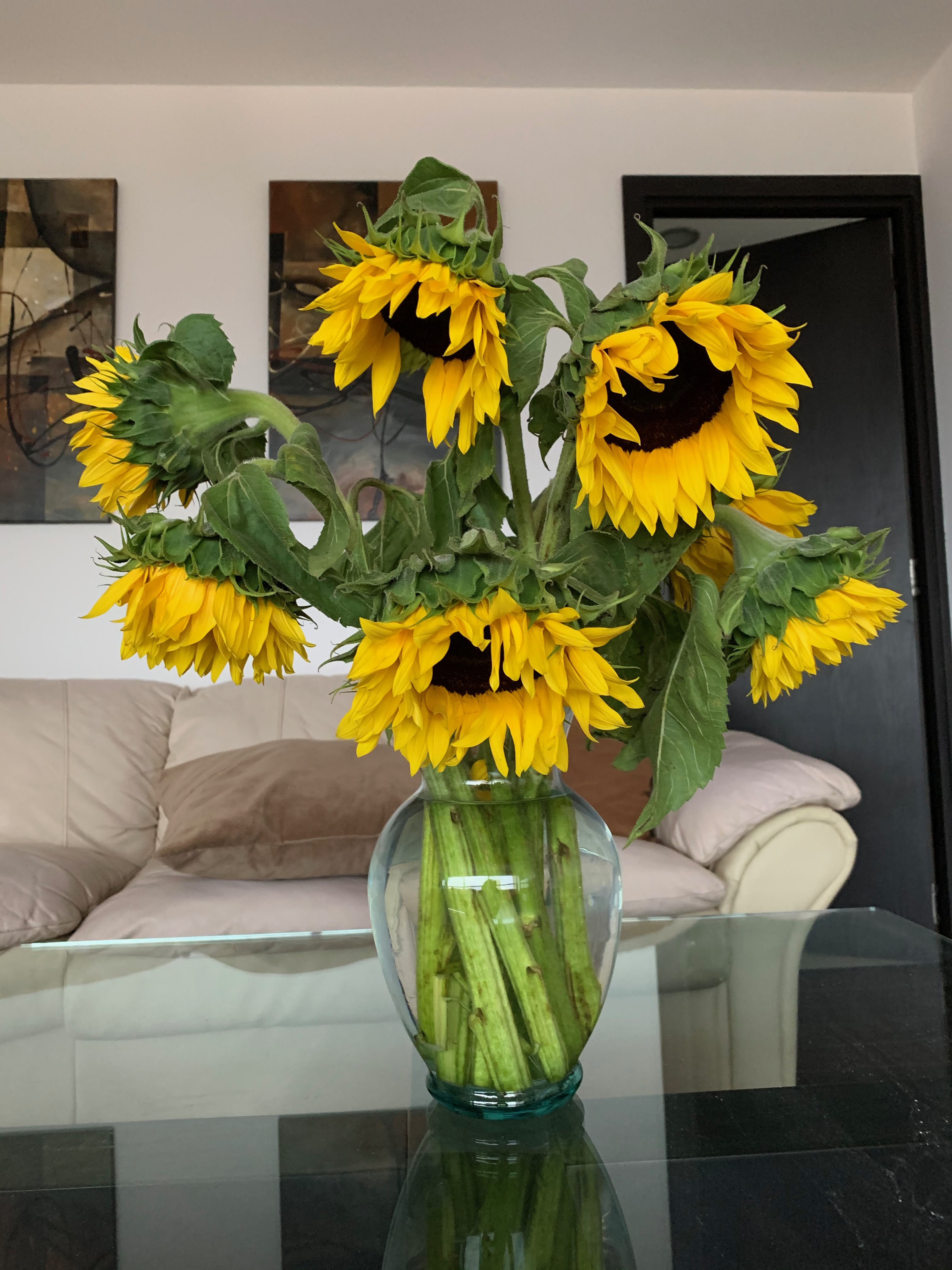 Foto de los girasoles que inspiraron el cuadros Los Girasoles de Veronica