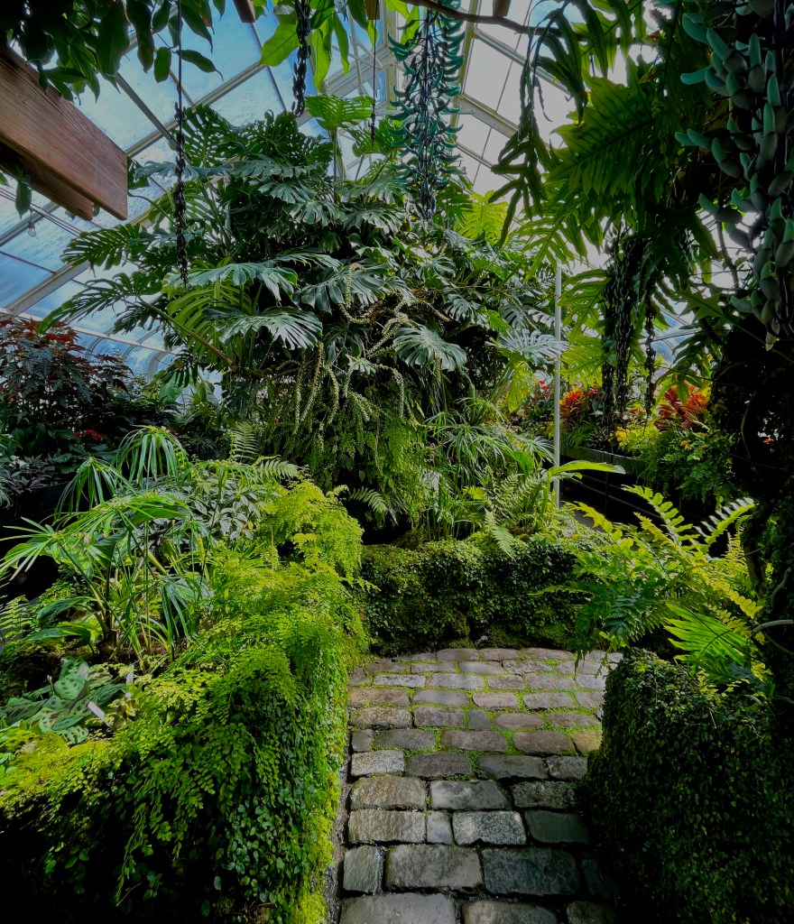 Nature photography, Volunteer park conservatory, Seattle. Green House