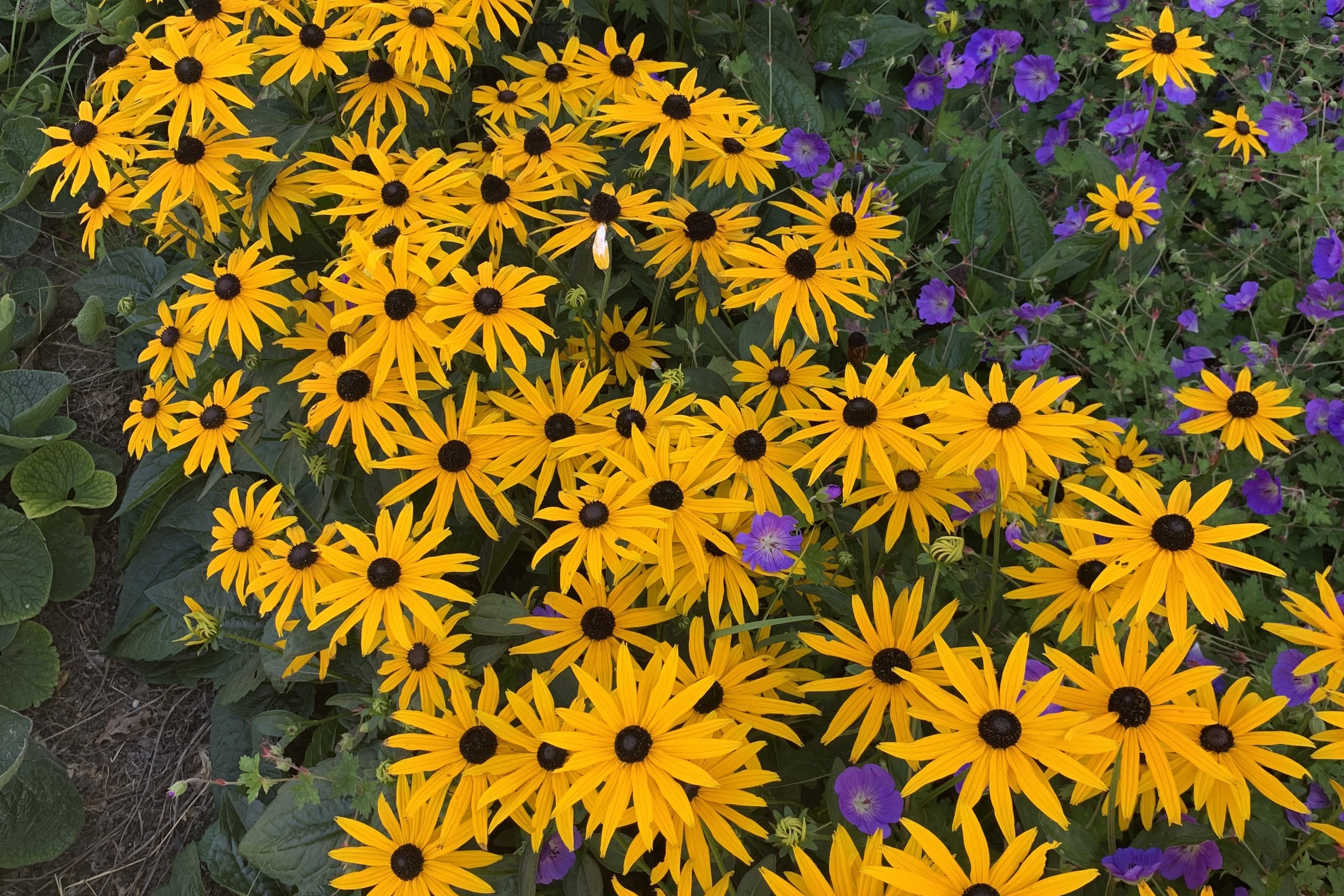 Aproximaciones a las Flores, Fotografía, Holanda, VeryVero