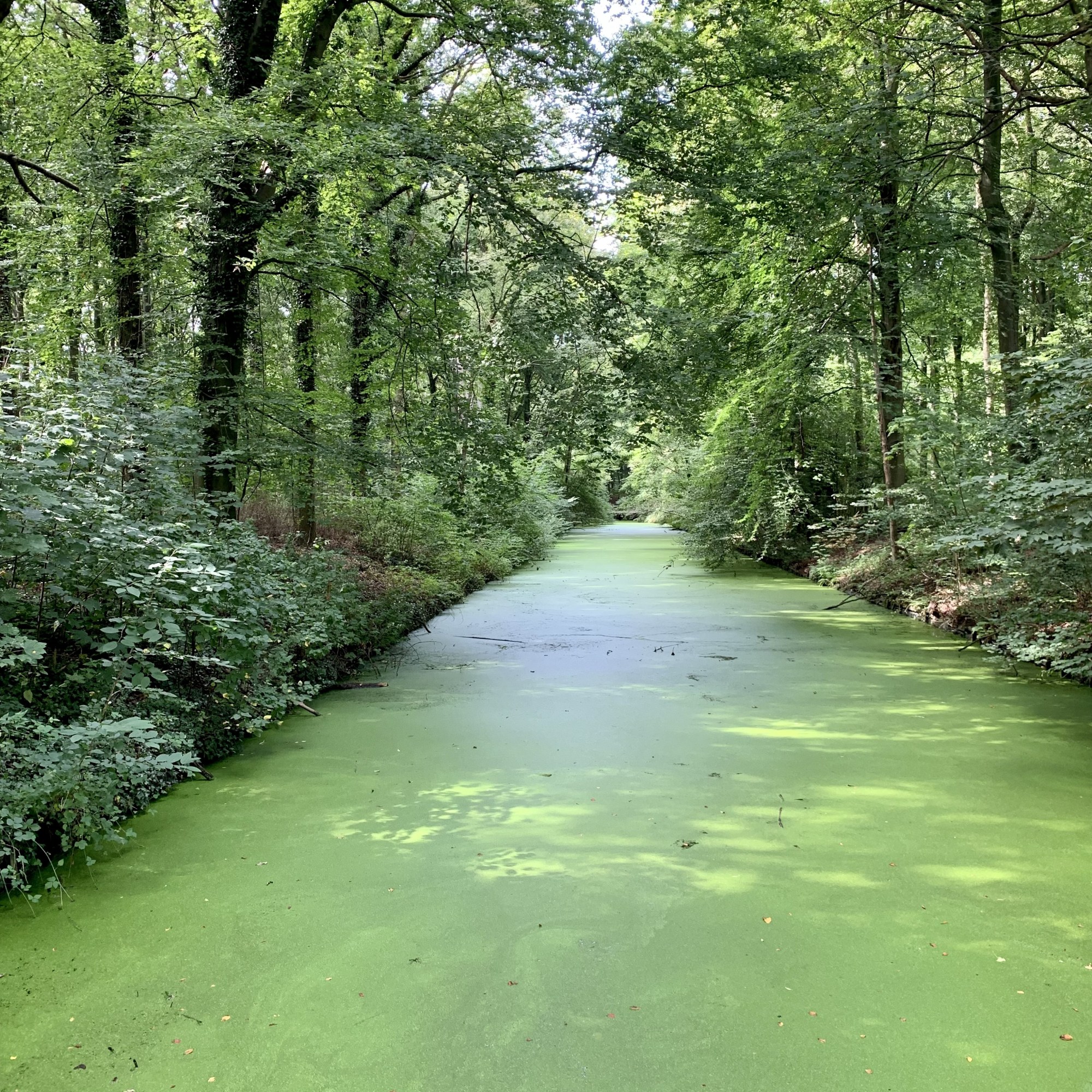 Haagse Bos, Fotografía, Holanda, VeryVero